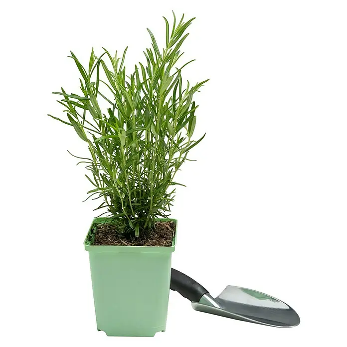 Piardino Rosmarin Greenbar - Rosmarinus officinalis, 1 l - Frischer Rosmarin im grünen Topf neben einer kleinen Gartenschaufel, ideal für Kräutergärten und frische Aromen in der Küche.