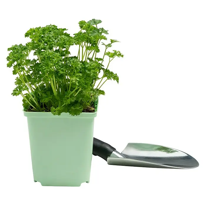 Piardino Petersilie Mooskrause - Petroselinum crispum - Frische Petersilie im Topf, neben einer kleinen Schaufel. Ideal für Küche und Garten, um Gerichte zu verfeinern.