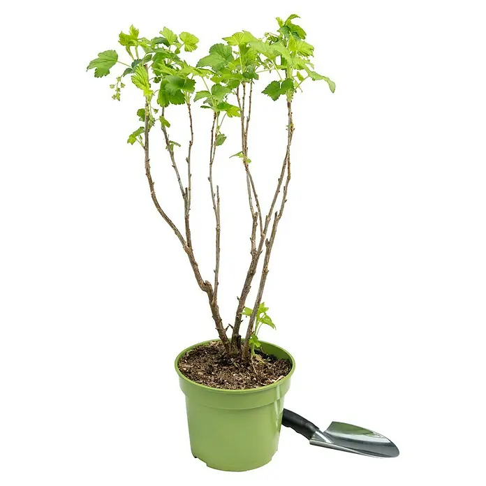 Johannisbeere Bio - Ribes rebrum 'Rosenthals Langtraubige', Erntezeit: Juli - Ein Johannisbeerstrauch in einem grünen Topf, bereit zum Einpflanzen. Ideal für den Garten oder Balkon, um frische Beeren zu ernten.