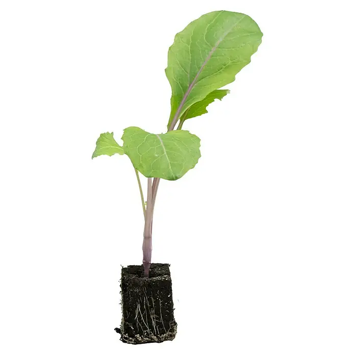 Piardino Kohlrabi - Brassica oleracea - Jungpflanze eines Rotkohls mit ausgeprägten Blättern und Wurzeln in einem Erdblock, bereit zum Einpflanzen.