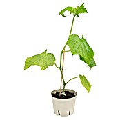 Piardino Bio Gurke im Tontopf (Cucumis sativus 'Kalunga' F1, 12 cm, Erntezeit: August) | BAUHAUS