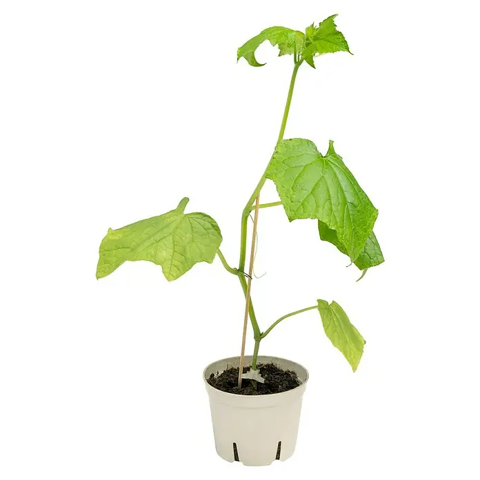 Piardino Bio Gurke Eden - Cucumis sativus 'Eden' F1, 12 cm, Erntezeit: August - Nahaufnahme einer Gurkenpflanze in einem weißen Topf mit hellem, natürlichem Licht, die ihre grünen Blätter und ihren Stiel zeigt.