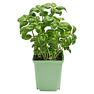 Piardino Basilikum (Ocimum basilicum)