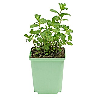 Piardino Minze Cocktail (Mentha spicata)