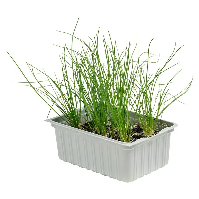 Piardino Gemüsepflanzen-Set Bio - 6 Stk., Allium schoenoprasum - Frische Schnittlauchpflanzen in einem grauen Behälter, ideal zum Verfeinern von Speisen und als Küchenkräuter.