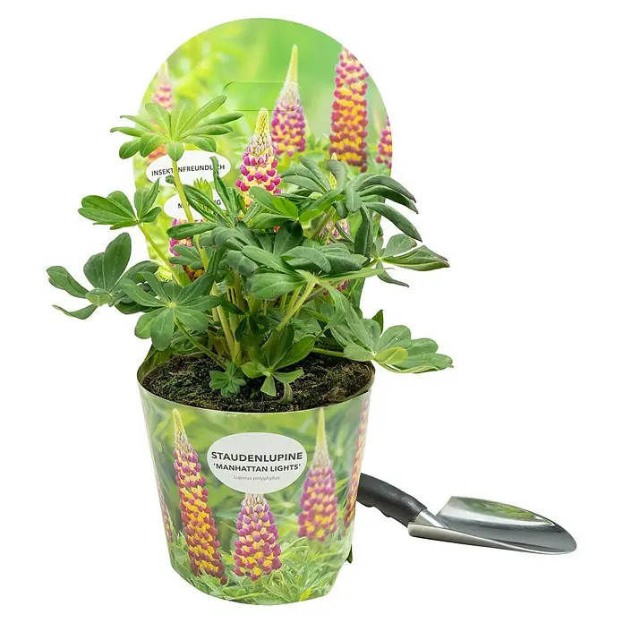 Piardino Staude Lupine - Lupinus polyphyllus Manhatten Lights, Topfgröße: 19 cm - Eine Topfpflanze der Staubenlupine 'Manhattan Lights' mit farbenfrohen Blütenständen und grünen Blättern, daneben eine kleine Gartenschaufel.