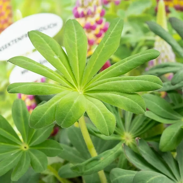 Piardino Staude Lupine - Lupinus polyphyllus Manhatten Lights, Topfgröße: 19 cm - Grüne Lupinenblätter mit markanter, handförmiger Struktur und auffälliger Blattaderung, die die Frische der Pflanze betonen.