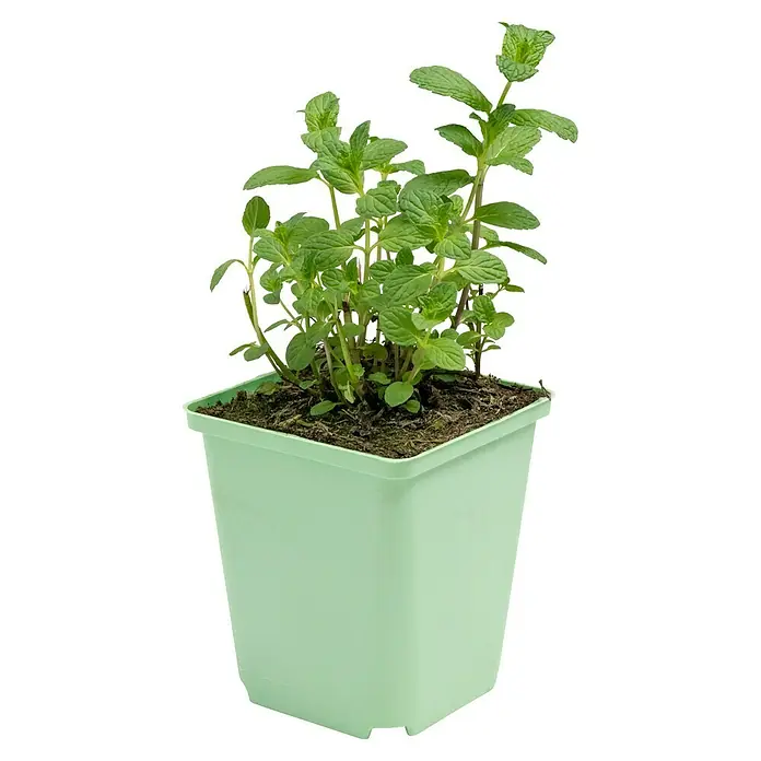 Piardino Minze Cocktail - Mentha spicata - Nahaufnahme einer grünen Minze Pflanze in einem hellgrünen quadratischen Topf mit Erde. Die Pflanze ist frisch und lebendig.