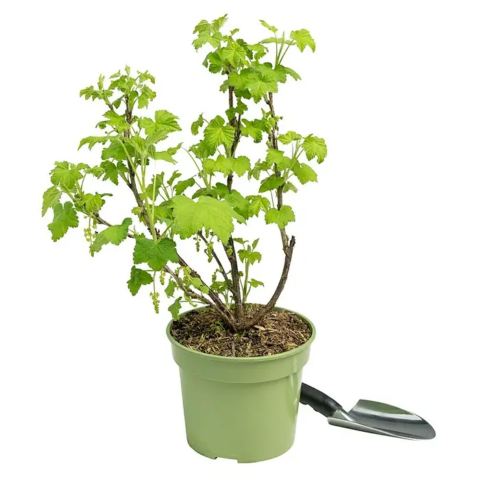 Rote Johannisbeere Bio - Ribes rubrum 'Rovada', Erntezeit: Juli - Junger Johannisbeerstrauch in einem grünen Topf mit einer kleinen Schaufel. Ideal für den eigenen Garten oder Balkon.