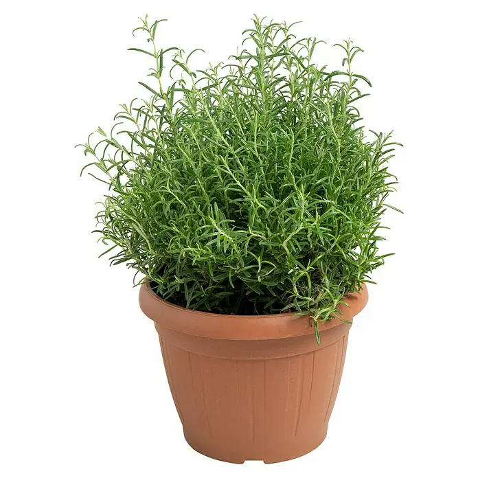 Piardino Rosmarin - Rosmarinus officinalis, Topfgröße: 25 cm - Ein üppiger Rosmarinstrauch in einem terrakottafarbenen Topf, ideal für Küche und Garten. Bringt mediterranes Flair und frische Würze.