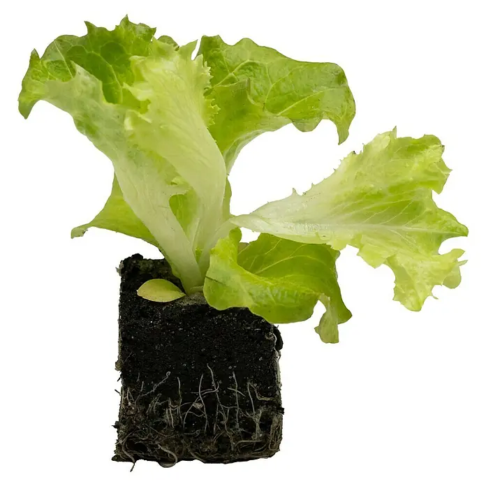 Piardino Pflücksalat Bio - Lactuca sativa var. crispa, Erntezeit: April - Junger Salatsetzling mit grünen Blättern und sichtbaren Wurzeln in Erde. Ideal für den Gemüseanbau im eigenen Garten oder auf dem Balkon.