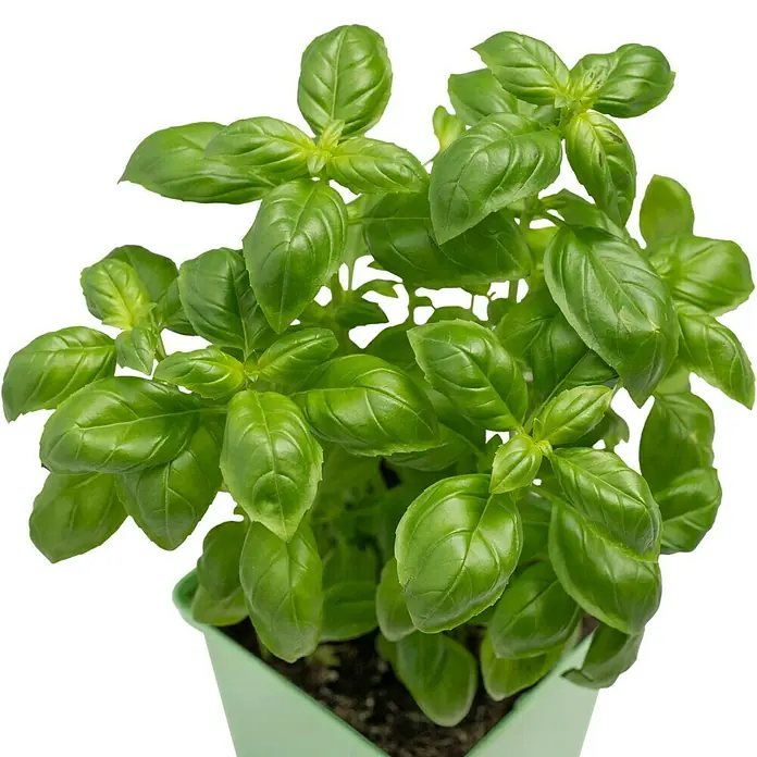 Piardino Basilikum - Ocimum basilicum - Nahaufnahme von Basilikumblättern in einem hellgrünen Topf mit Erde.