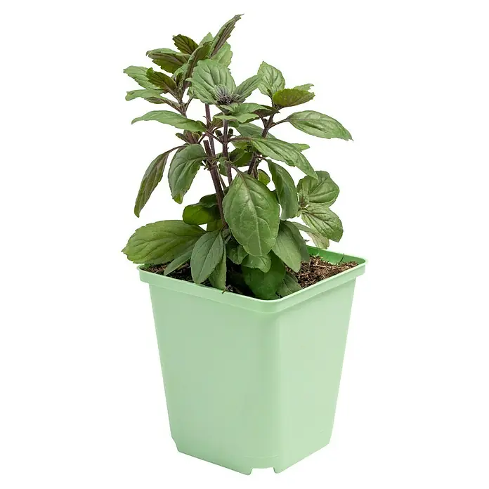 Piardino Basilikum - Ocimum basilicum 'Magic Blue' - Ein Topf mit frischem Basilikum, dessen grüne Blätter einen angenehmen Duft verströmen und die Küche bereichern.