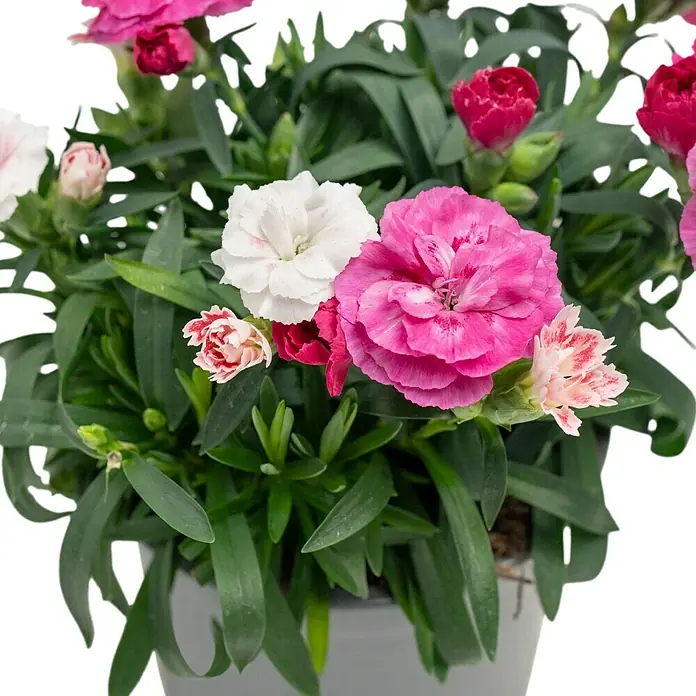 Piardino Gartennelke Duo - Dianthus caryophyllus, Sortenabhängig - Eine Nahaufnahme einer Topfpflanze mit rosa und weißen Nelkenblüten und grünen Blättern. Perfekt für die Dekoration von Innenräumen.