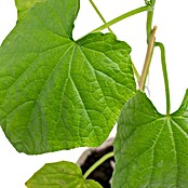 Piardino Bio Gurke im Tontopf (Cucumis sativus 'Kalunga' F1, 12 cm, Erntezeit: August) | BAUHAUS