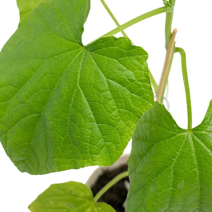 Piardino Bio Gurke Eden - Cucumis sativus 'Eden' F1, 12 cm, Erntezeit: August - Nahaufnahme einer Gurkenpflanze mit ihren leuchtend grünen Blättern, die auf eine gesunde und kräftige Entwicklung hindeuten.