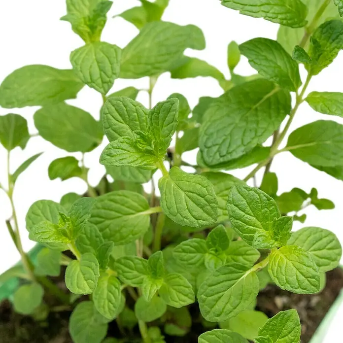 Piardino Minze Cocktail - Mentha spicata - Nahaufnahme von frischer, grüner Minze, die in einem Topf wächst und sich ideal für Kräutertees oder kulinarische Anwendungen eignet.