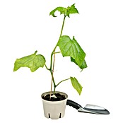 Piardino Bio Gurke im Tontopf (Cucumis sativus 'Kalunga' F1, 12 cm, Erntezeit: August) | BAUHAUS