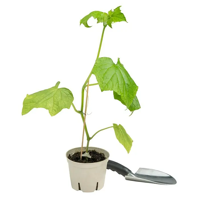 Piardino Bio Gurke Eden - Cucumis sativus 'Eden' F1, 12 cm, Erntezeit: August - Junger Gurken-Setzling in einem Topf mit einem kleinen Spaten. Ideal für den Start Ihres eigenen Gemüseanbaus im Garten oder auf dem Balkon.