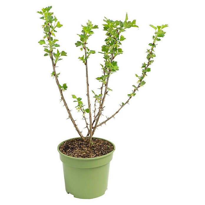 Stachelbeere Bio (Ribes uva crispa 'Remarka', Erntezeit: Juni) | BAUHAUS