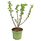 Stachelbeere Bio (Ribes uva crispa 'Remarka', Erntezeit: Juni) | BAUHAUS