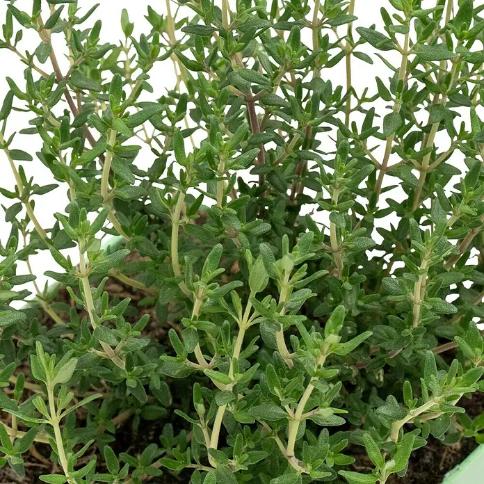 Piardino Echter Thymian - Thymus vulgaris - Nahaufnahme von Thymian, einer aromatischen Pflanze mit kleinen grünen Blättern, die in der Küche vielseitig verwendbar ist.