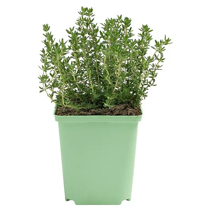 Piardino Echter Thymian - Thymus vulgaris - Ein grüner Topf mit einer üppigen Thymianpflanze. Perfekt für Küche und Garten, bringt frischen Geschmack und Duft direkt ins Haus.