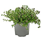 Piardino Bohnenkraut (Satureja hortensis, Topfgröße: 14 cm)