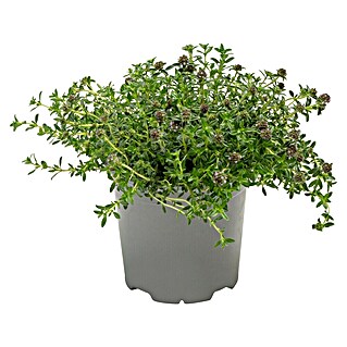 Piardino Bohnenkraut (Satureja hortensis)