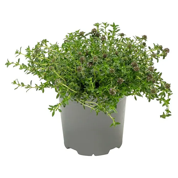 Piardino Bohnenkraut - Satureja hortensis - Ein Topf mit Thymianpflanzen, der das aromatische Kraut mit seinen kleinen Blättern und zarten Blüten zeigt. Perfekt für Küche und Garten!