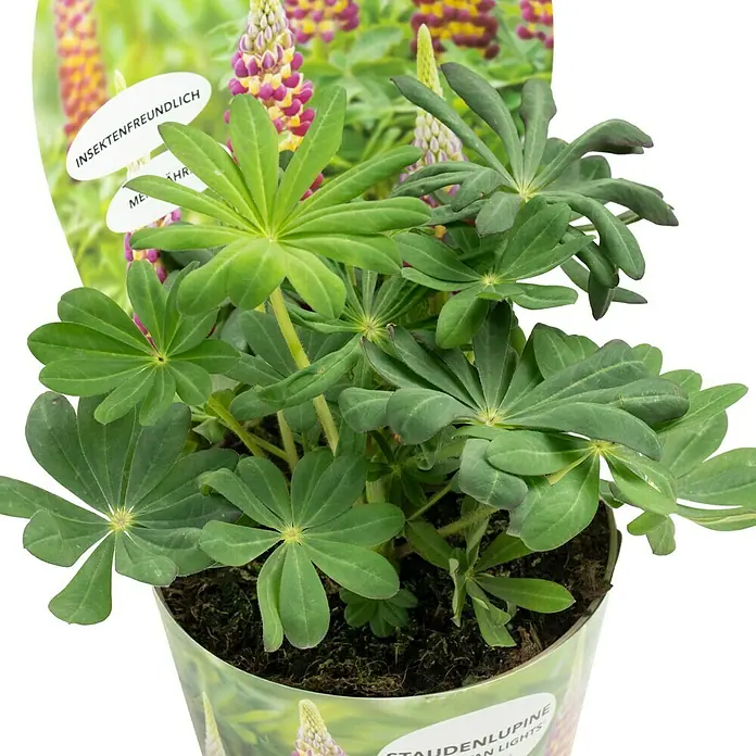 Piardino Staude Lupine - Lupinus polyphyllus Manhatten Lights, Topfgröße: 19 cm - Eine Topfpflanze der Staude Lupine "Indian Lights", bekannt für ihre farbenprächtigen Blütenstände und insektenfreundlichen Eigenschaften.