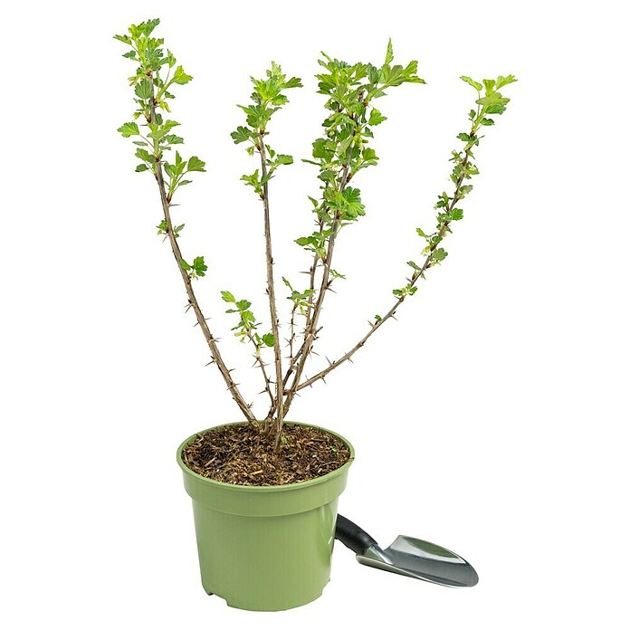 Stachelbeere Bio (Ribes uva crispa 'Remarka', Erntezeit: Juni) | BAUHAUS