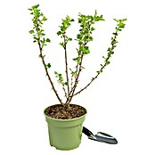 Stachelbeere Bio (Ribes uva crispa 'Remarka', Erntezeit: Juni) | BAUHAUS