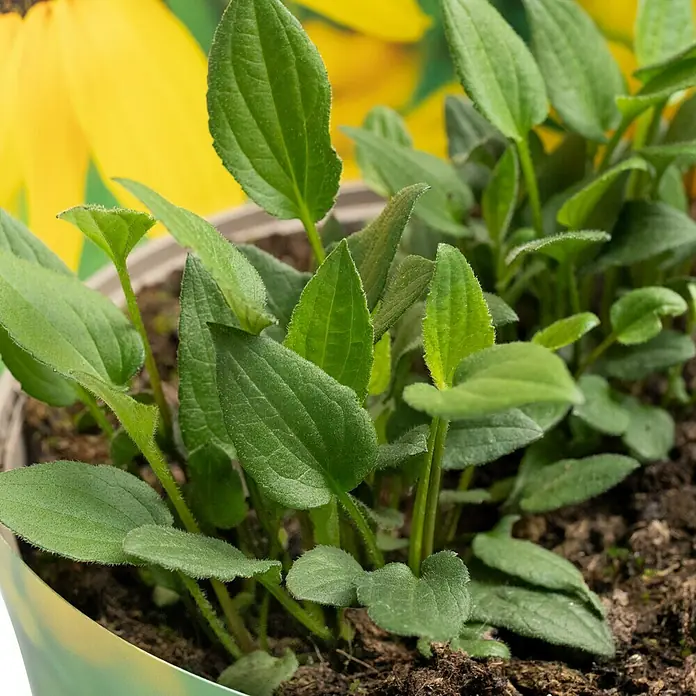 Piardino Sonnenhut - Rudbeckia fulgida Goldsturm, Topfgröße: 19 cm - Nahaufnahme einer Topfpflanze mit vielen grünen Blättern, die üppig aus der Erde sprießen, im Hintergrund eine stilisierte gelbe Blume.