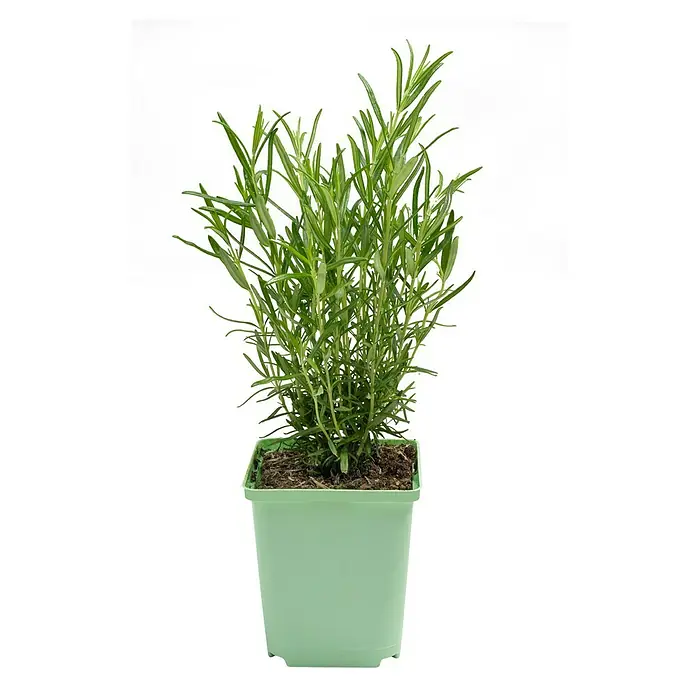 Piardino Rosmarin Greenbar - Rosmarinus officinalis, 1 l - Ein grüner Rosmarinstrauch in einem hellgrünen Topf, ideal für Küche und Garten, bringt frische Aromen direkt ins Haus.