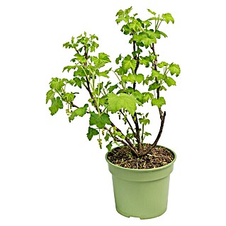 Rote Johannisbeere Bio (Ribes rubrum 'Rovada', Erntezeit: Juli)