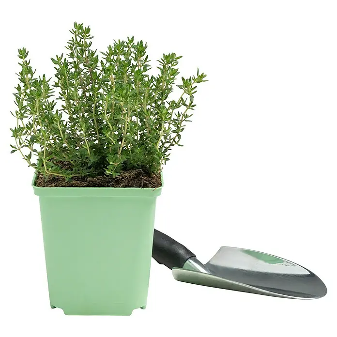 Piardino Echter Thymian - Thymus vulgaris - Ein Topf mit Thymian und eine kleine Gartenschaufel. Ideal für den Kräutergarten oder Balkon, um frische Kräuter zu genießen.