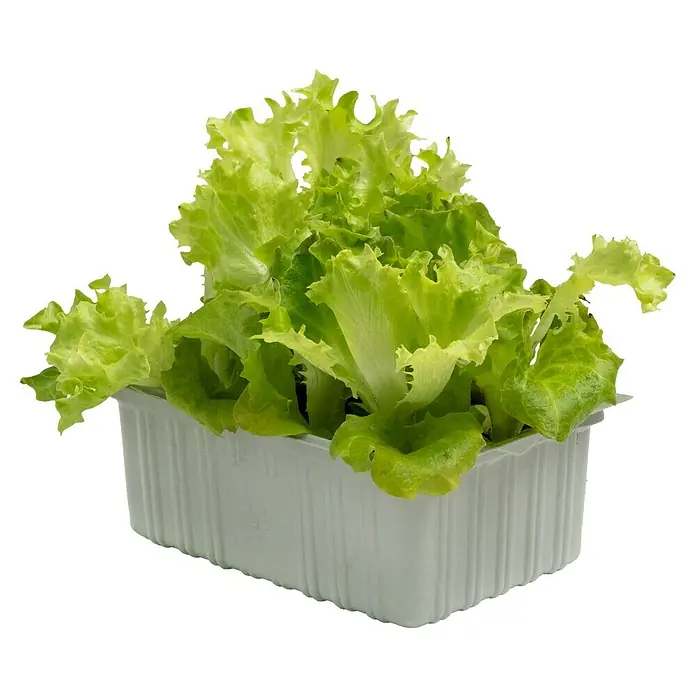 Piardino Pflücksalat Bio - Lactuca sativa var. crispa, Erntezeit: April - Frischer, grüner Pflücksalat in einer weißen Schale. Ideal für knackige Salate und gesunde Ernährung.