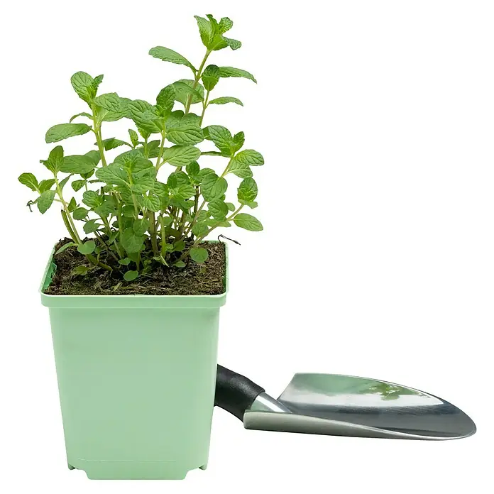 Piardino Minze Cocktail - Mentha spicata - Frische Minze im Topf, perfekt für Küche oder Garten, begleitet von einer kleinen Gartenschaufel. Ideal für Kräuterliebhaber!