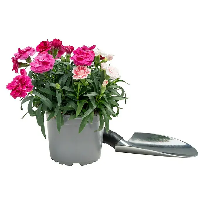 Piardino Gartennelke Duo - Dianthus caryophyllus, Sortenabhängig - Nahaufnahme einer Topfnelke mit pinken und weißen Blüten neben einer kleinen Schaufel, ideal für Gartenliebhaber.