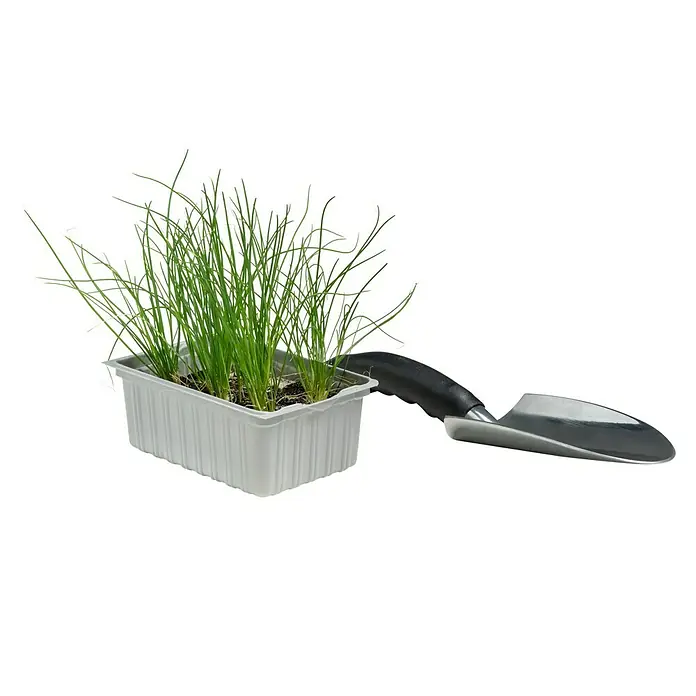 Piardino Gemüsepflanzen-Set Bio - 6 Stk., Allium schoenoprasum - Junge Schnittlauchpflanzen in einer Schale und eine kleine Gartenschaufel. Ideal für Kräuterliebhaber und Hobbygärtner.