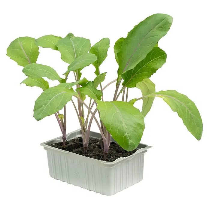 Piardino Kohlrabi - Brassica oleracea - Ein Töpfchen mit jungen, grünen Kohlrabipflänzchen mit violetten Stielen in einer weißen Anzuchtschale. Ideal für den Garten!