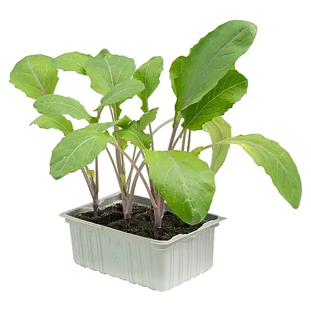 Piardino  Kohlrabi