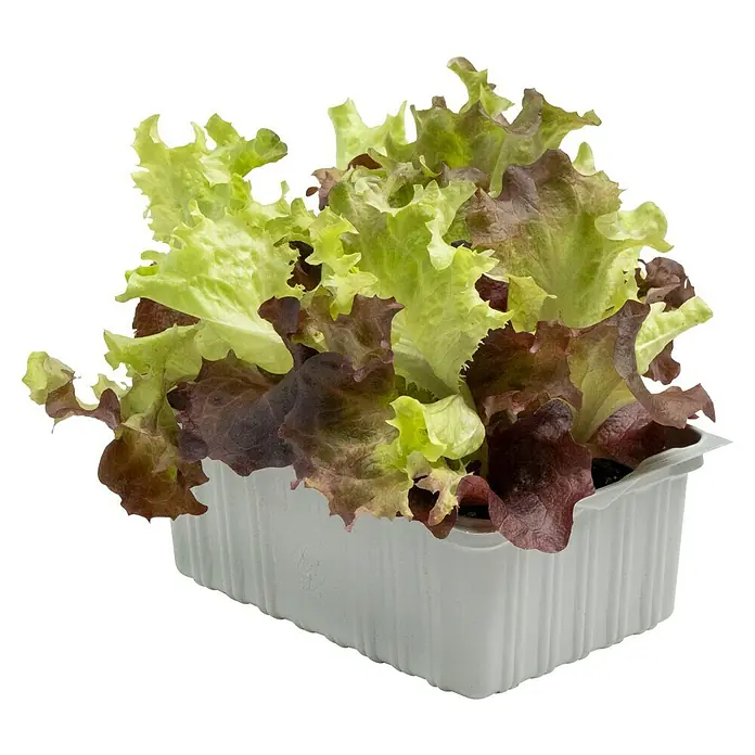 Blattsalat Bio - Lactuca sativa var. crispa, Erntezeit: April - Frischer Pflücksalat in einer weißen Schale. Ideal für Salate, reich an Vitaminen und Mineralstoffen, perfekt für eine gesunde Ernährung.