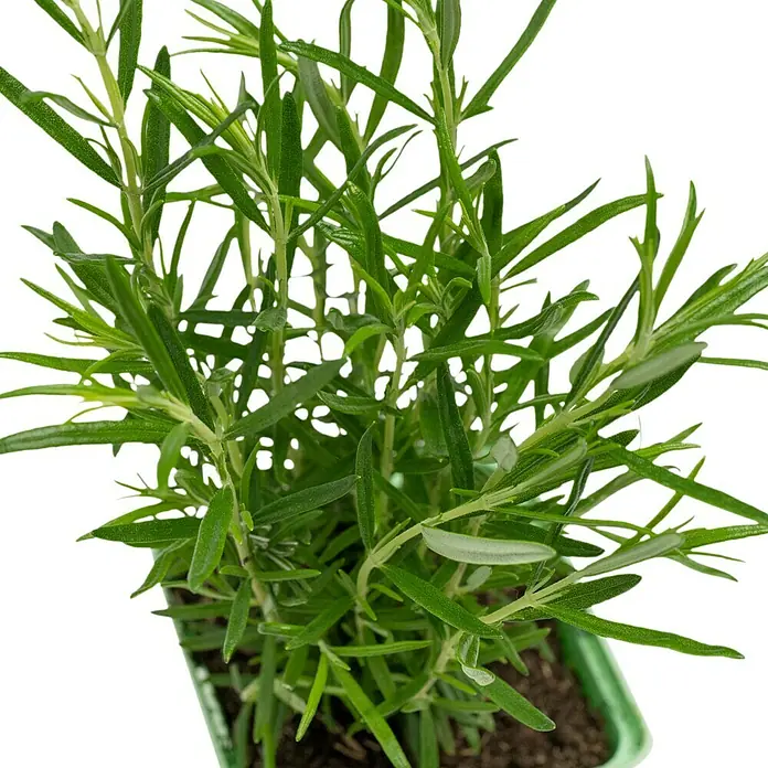 Piardino Rosmarin Greenbar - Rosmarinus officinalis, 1 l - Nahaufnahme eines Rosmarinstrauchs im Topf, der die frischen, grünen Blätter und die dichte Struktur der Pflanze hervorhebt.