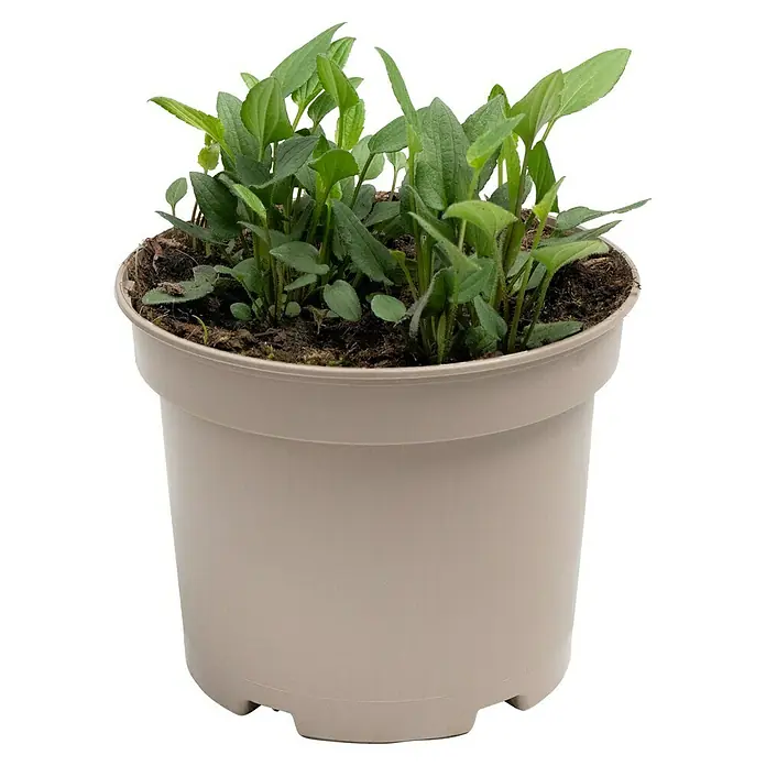 Piardino Sonnenhut - Rudbeckia fulgida Goldsturm, Topfgröße: 19 cm - Nahaufnahme eines Topfes mit jungen Pflanzen, die in Erde in einem beigen Topf wachsen.