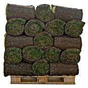 Piardino Rollrasen Flächenpaket (55 m², Sport- & Spielrasen) | BAUHAUS