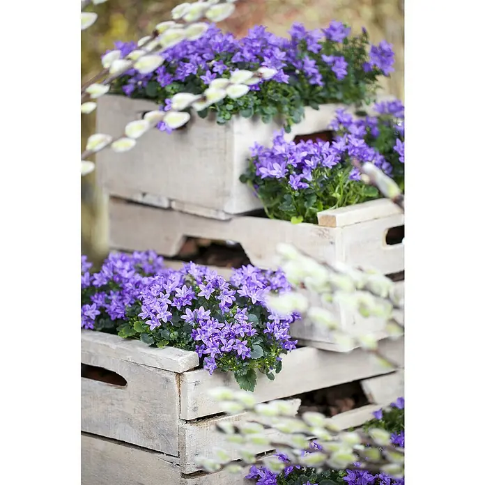 Piardino Glockenblume - Topfgröße: 9 cm, 6 Stk. - Violette Campanula-Blüten in rustikalen Holzkisten, arrangiert mit zarten Weidenkätzchenzweigen für einen charmanten Frühlingslook.