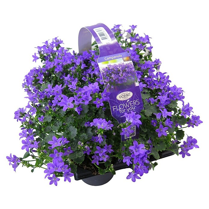 Campanula portenschlagiana 9 6 er Set