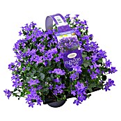 Campanula portenschlagiana 9 6 er Set